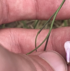 Cardamine lilacina at Paddys River, ACT - 21 Dec 2022