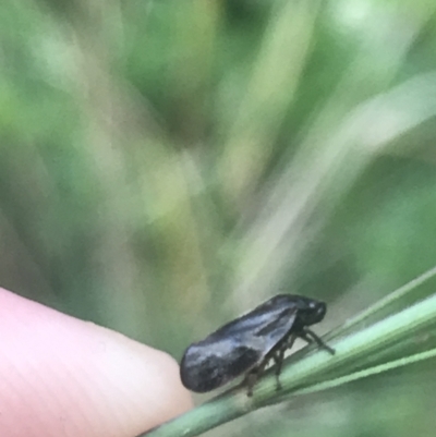 Cercopicesa tasmaniae (Froghopper or Spittlebug) at Paddys River, ACT - 21 Dec 2022 by Tapirlord