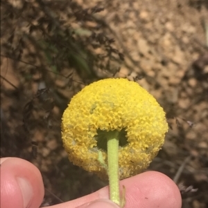 Craspedia aurantia var. jamesii at Paddys River, ACT - 21 Dec 2022