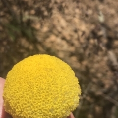 Craspedia aurantia var. jamesii at Paddys River, ACT - 21 Dec 2022