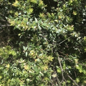 Acrotriche leucocarpa at Kambah, ACT - 21 Dec 2022