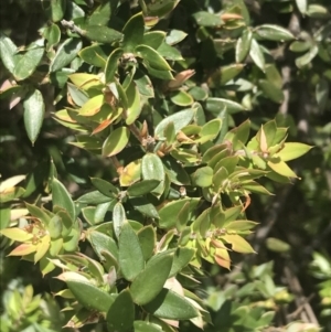 Acrotriche leucocarpa at Kambah, ACT - 21 Dec 2022