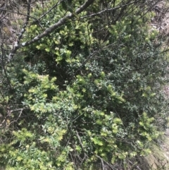 Acrotriche leucocarpa at Kambah, ACT - 21 Dec 2022