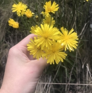 Picris angustifolia subsp. merxmuelleri at Paddys River, ACT - 21 Dec 2022