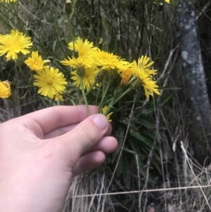 Picris angustifolia subsp. merxmuelleri at Paddys River, ACT - 21 Dec 2022