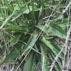 Picris angustifolia subsp. merxmuelleri at Paddys River, ACT - 21 Dec 2022