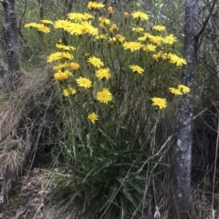 Picris angustifolia subsp. merxmuelleri at Paddys River, ACT - 21 Dec 2022