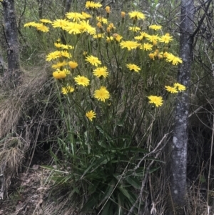 Picris angustifolia subsp. merxmuelleri at Paddys River, ACT - 21 Dec 2022