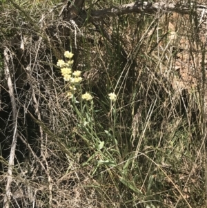 Pseudognaphalium luteoalbum at Paddys River, ACT - 21 Dec 2022