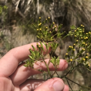 Senecio hispidulus at Paddys River, ACT - 21 Dec 2022