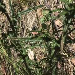 Senecio hispidulus at Paddys River, ACT - 21 Dec 2022