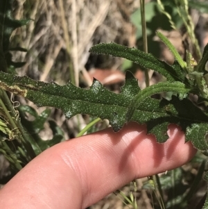 Senecio hispidulus at Paddys River, ACT - 21 Dec 2022