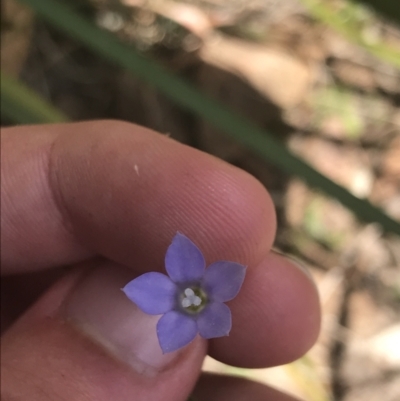 Wahlenbergia multicaulis (Tadgell's Bluebell) at Paddys River, ACT - 21 Dec 2022 by Tapirlord
