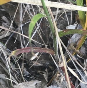 Wahlenbergia multicaulis at Paddys River, ACT - 21 Dec 2022 11:32 AM