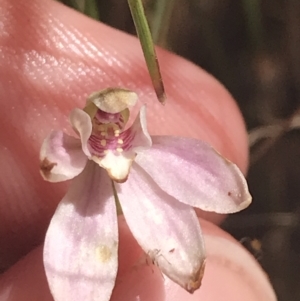 Caladenia carnea at Paddys River, ACT - 21 Dec 2022