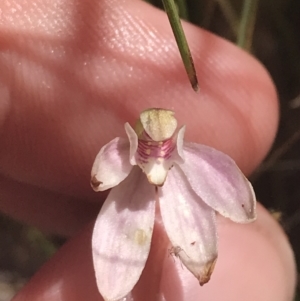 Caladenia carnea at Paddys River, ACT - 21 Dec 2022