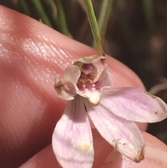 Caladenia carnea at Paddys River, ACT - 21 Dec 2022