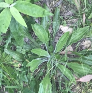 Plantago debilis at Paddys River, ACT - 21 Dec 2022 10:58 AM