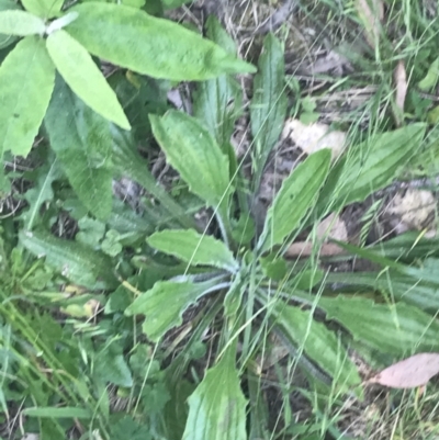 Plantago debilis (Shade Plantain) at Paddys River, ACT - 21 Dec 2022 by Tapirlord