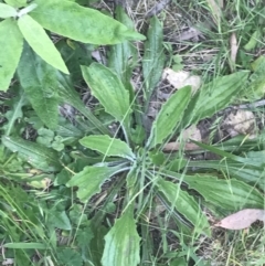 Plantago debilis at Paddys River, ACT - 21 Dec 2022 10:58 AM