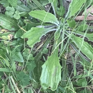 Plantago debilis at Paddys River, ACT - 21 Dec 2022 10:58 AM