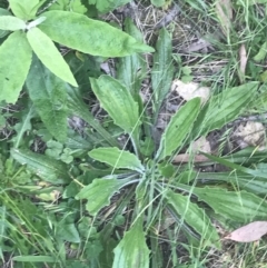 Plantago debilis at Paddys River, ACT - 21 Dec 2022 10:58 AM