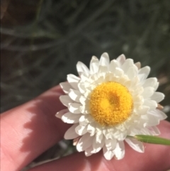 Leucochrysum albicans subsp. tricolor (Hoary Sunray) at Paddys River, ACT - 21 Dec 2022 by Tapirlord