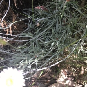 Leucochrysum albicans subsp. tricolor at Paddys River, ACT - 21 Dec 2022