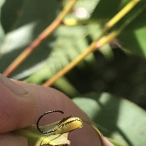 Gonipterus sp. (genus) at Paddys River, ACT - 21 Dec 2022