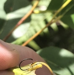 Gonipterus sp. (genus) at Paddys River, ACT - 21 Dec 2022