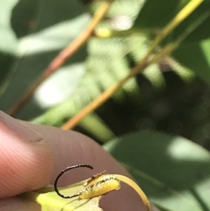 Gonipterus sp. (genus) at Paddys River, ACT - 21 Dec 2022