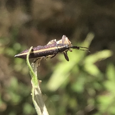 Rhinotia suturalis (Belid weevil) at Tidbinbilla Nature Reserve - 20 Dec 2022 by Tapirlord