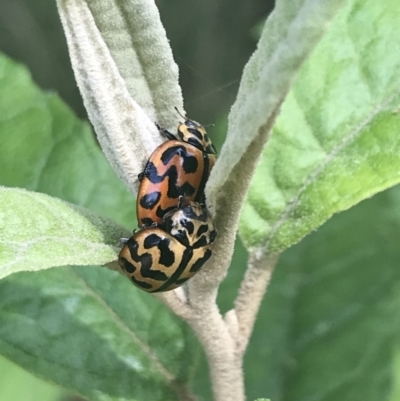 Cleobora mellyi (Southern Ladybird) at Paddys River, ACT - 21 Dec 2022 by Tapirlord