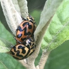 Cleobora mellyi at Paddys River, ACT - 21 Dec 2022