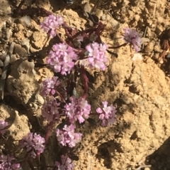 Poranthera microphylla (Small Poranthera) at Paddys River, ACT - 20 Dec 2022 by Tapirlord