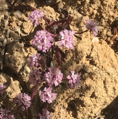 Poranthera microphylla (Small Poranthera) at Paddys River, ACT - 21 Dec 2022 by Tapirlord