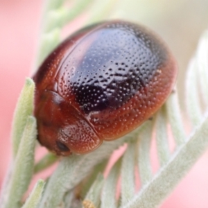 Dicranosterna immaculata at Murrumbateman, NSW - 24 Jan 2023