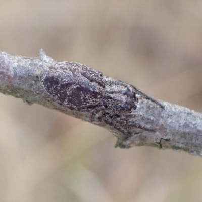 Sandalodes sp. (genus) at Murrumbateman, NSW - 24 Jan 2023 by SimoneC