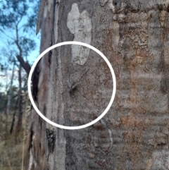 Senostoma sp. (genus) at Stromlo, ACT - 24 Jan 2023 07:40 PM