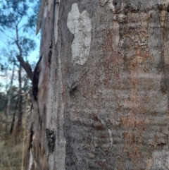 Senostoma sp. (genus) at Stromlo, ACT - 24 Jan 2023 07:40 PM