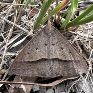 Epidesmia hypenaria at Curtin, ACT - 13 Dec 2022