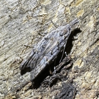 Carposina taractis (A Carposinidae moth) at Corroboree Park - 24 Jan 2023 by Pirom