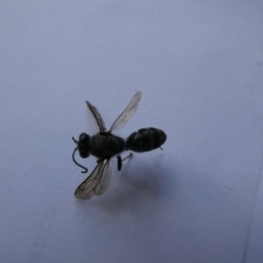 Crabroninae (subfamily) (Unidentified solitary wasp) at Charleys Forest, NSW - 24 Jan 2023 by arjay