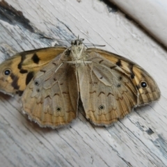 Heteronympha merope (Common Brown Butterfly) at Mongarlowe River - 24 Jan 2023 by arjay