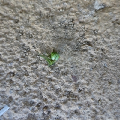 Unidentified Spider (Araneae) at Mongarlowe River - 24 Jan 2023 by arjay