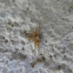 Hortophora sp. (genus) (Garden orb weaver) at Mongarlowe River - 24 Jan 2023 by arjay