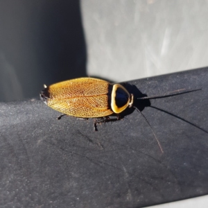 Ellipsidion australe at Kambah, ACT - 25 Jan 2023 09:21 AM