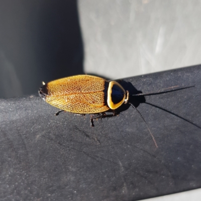 Ellipsidion australe (Austral Ellipsidion cockroach) at Kambah, ACT - 24 Jan 2023 by MatthewFrawley