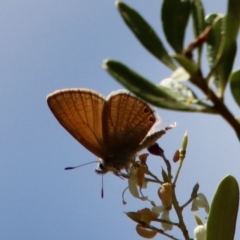 Nacaduba biocellata (Two-spotted Line-Blue) at Deakin, ACT - 25 Jan 2023 by LisaH