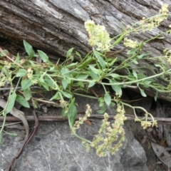 Rumex acetosella (Sheep Sorrel) at Bolaro, NSW - 21 Jan 2023 by DavidMcKay